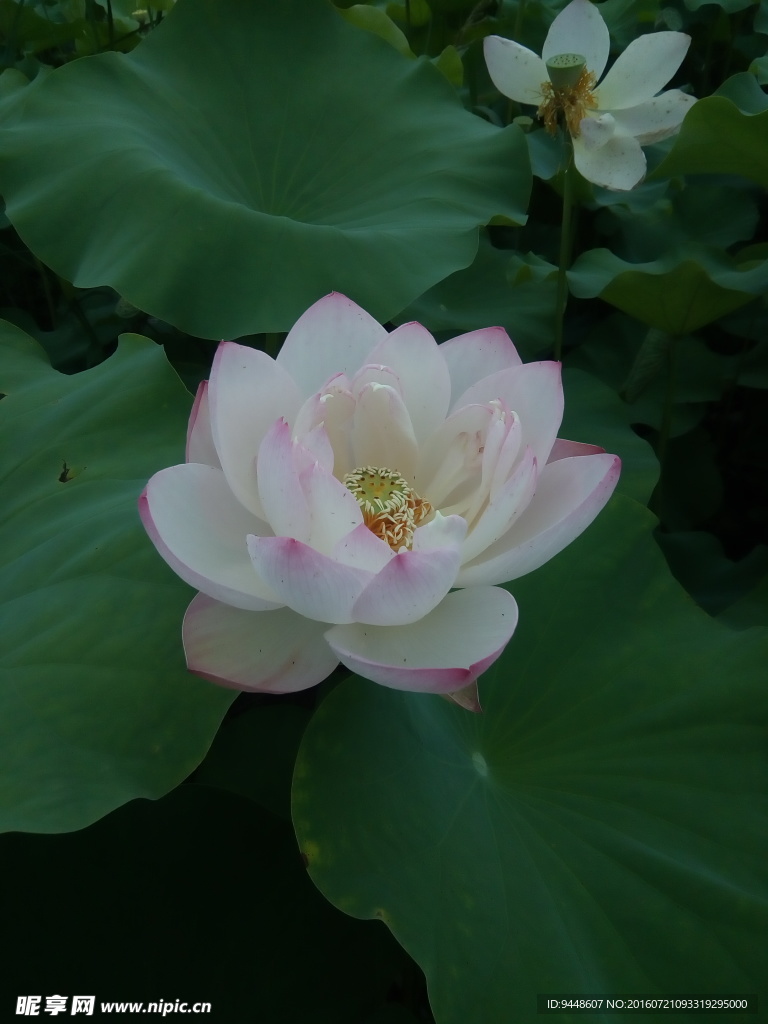 荷花