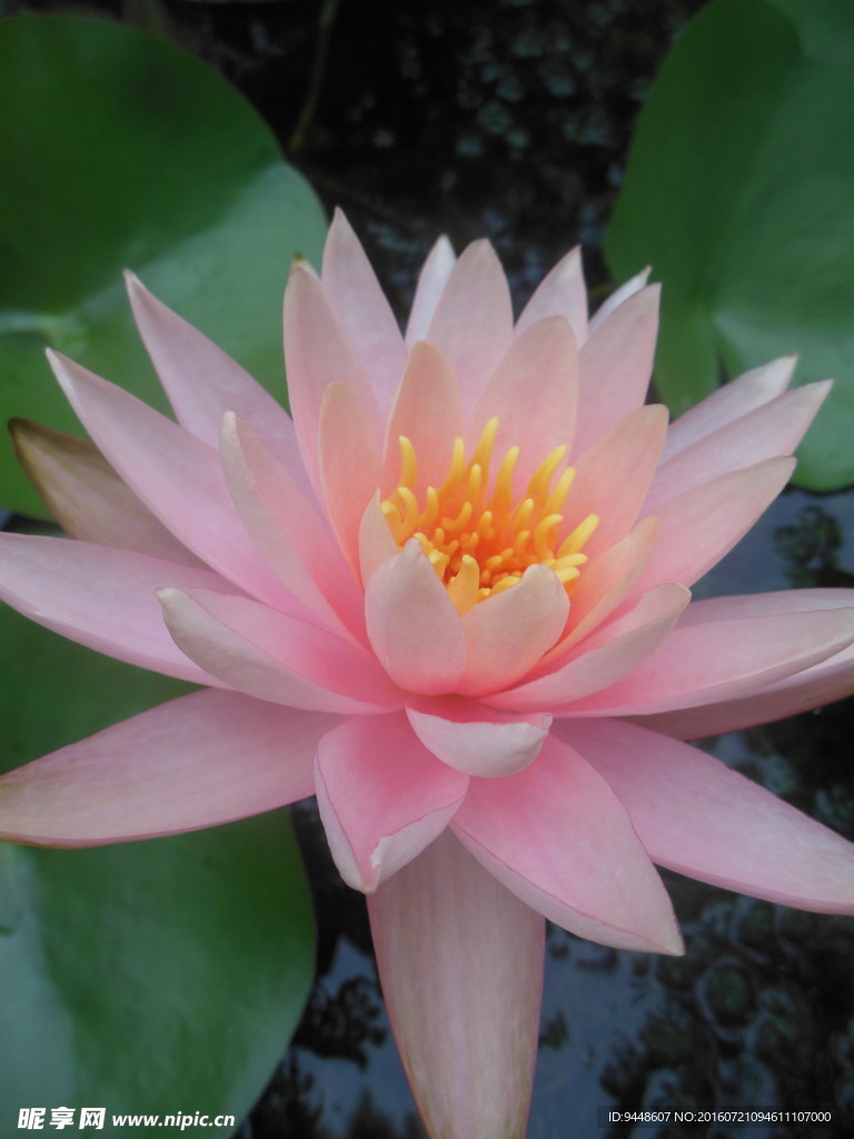 睡莲花