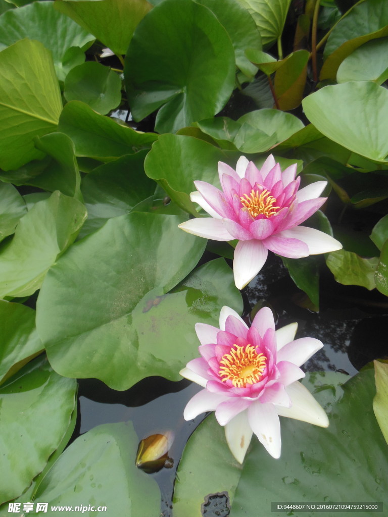 睡莲花