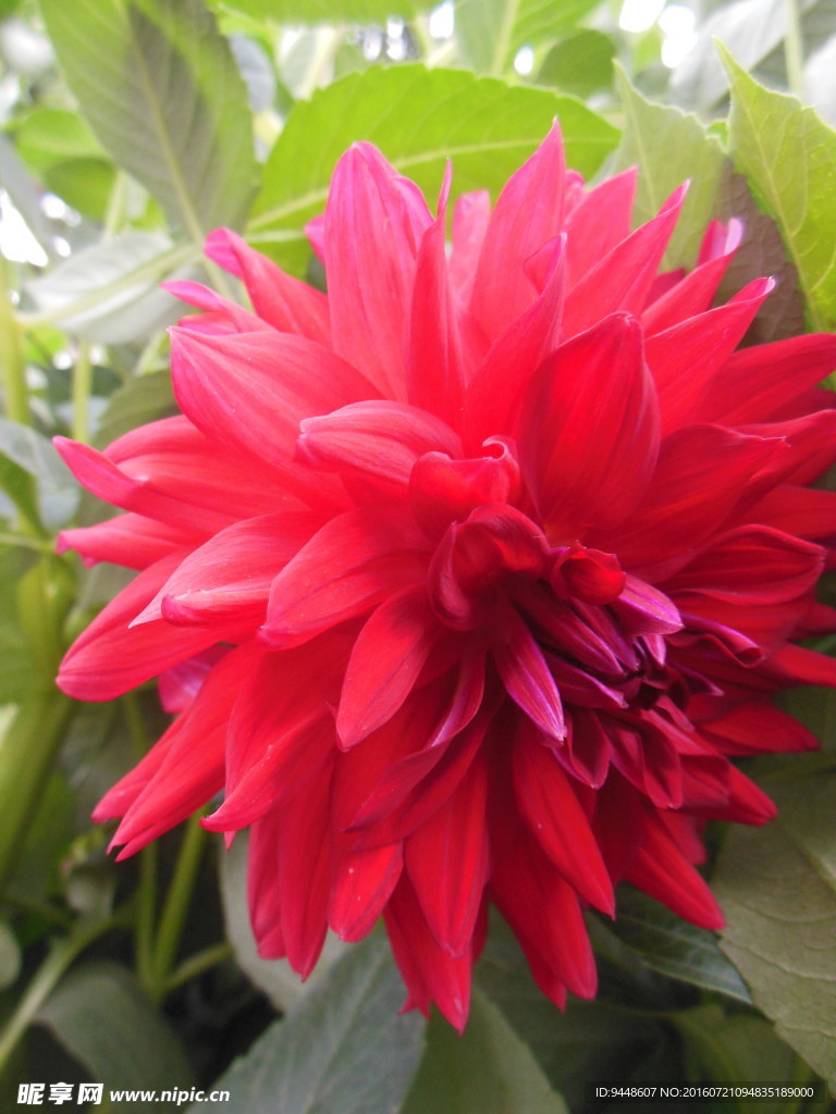 大丽菊