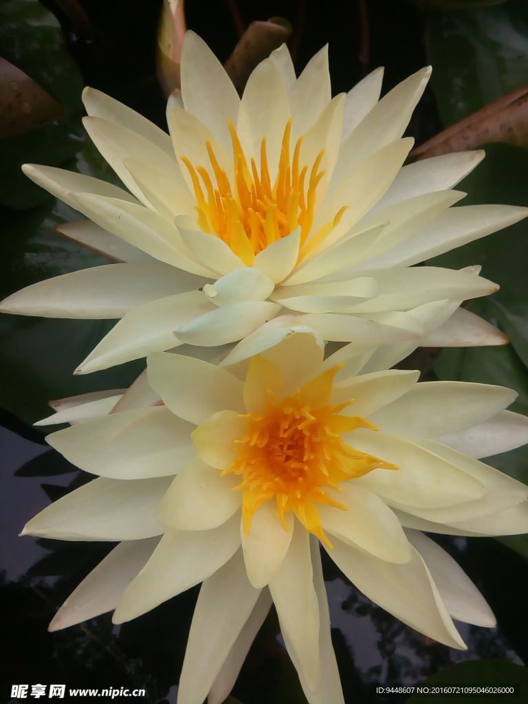 睡莲花