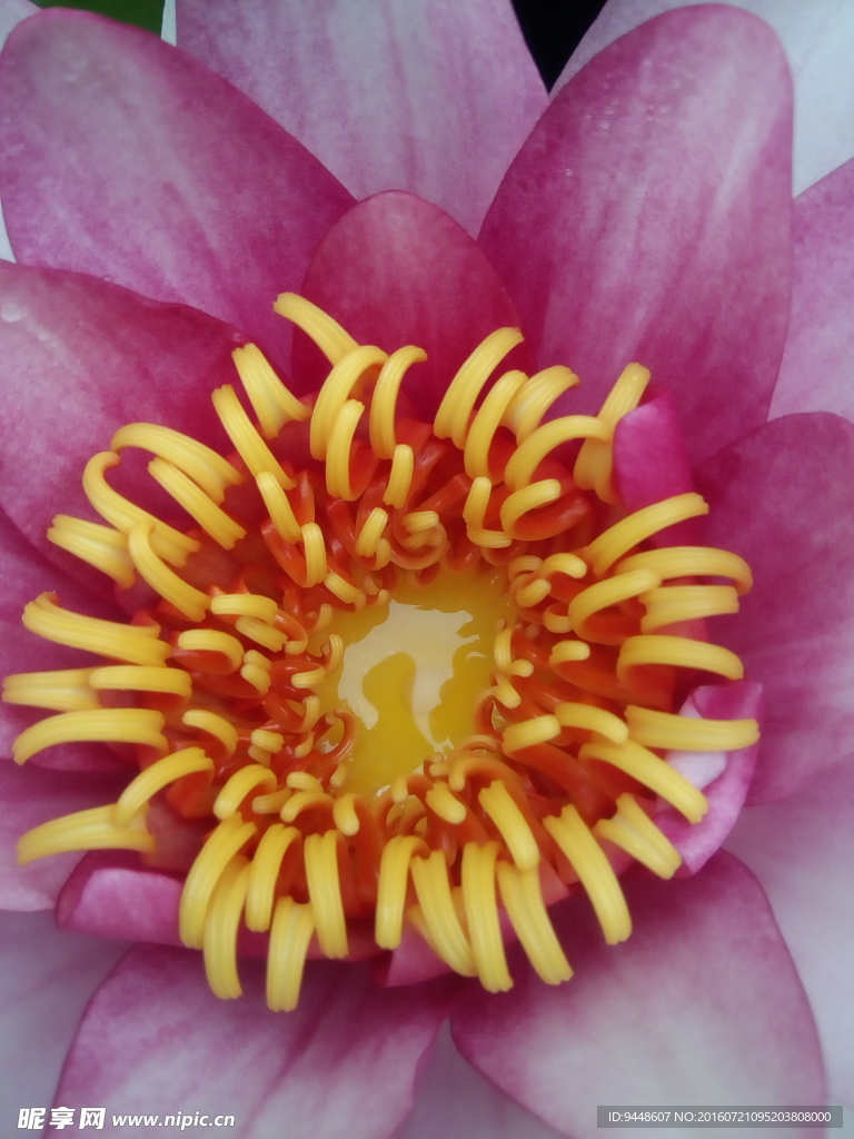 睡莲花