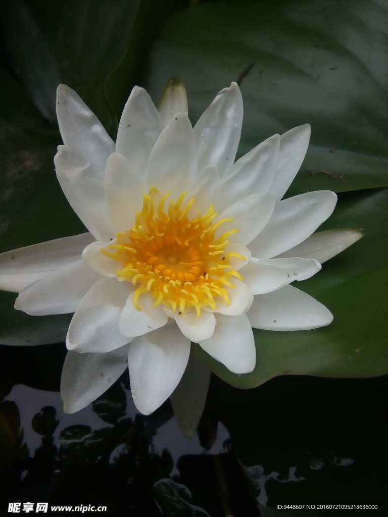 睡莲花