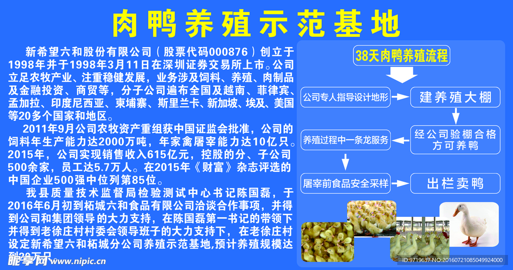 肉鸭的养殖与流程图