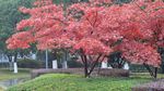 红枫