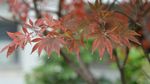 红枫