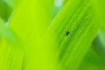 蚜虫 绿叶