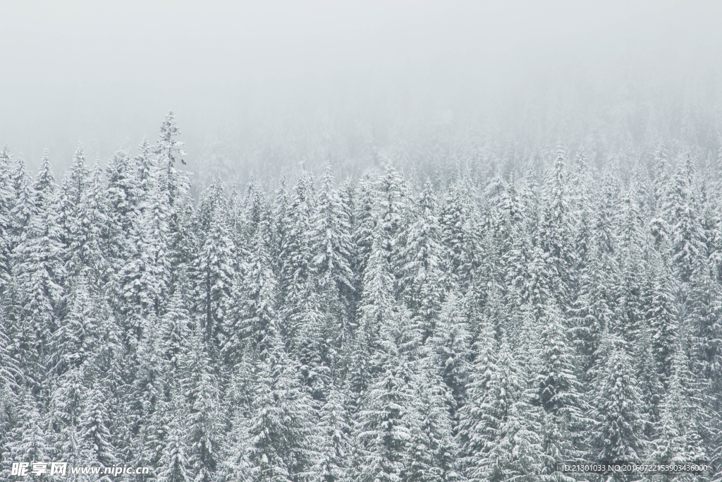 冬雪树林