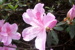 杜鹃花