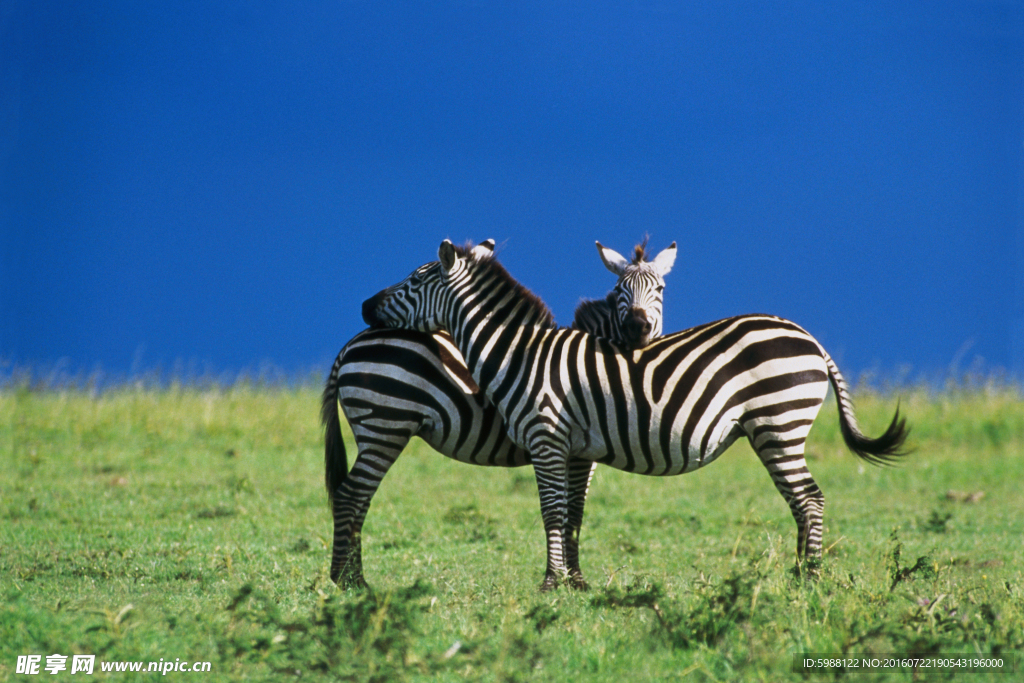 非洲草原斑马
