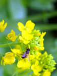 油菜花