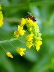 油菜花