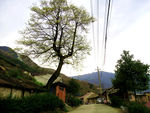 树 村庄