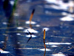 水漂