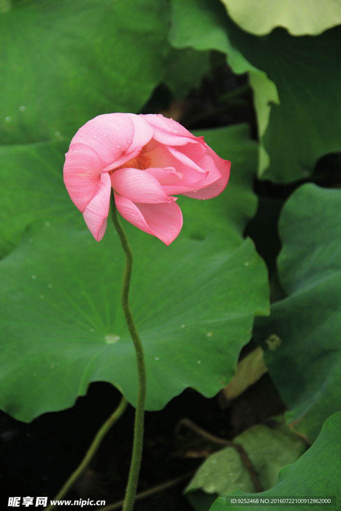 粉莲