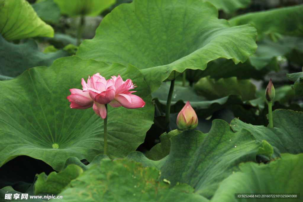 红莲花