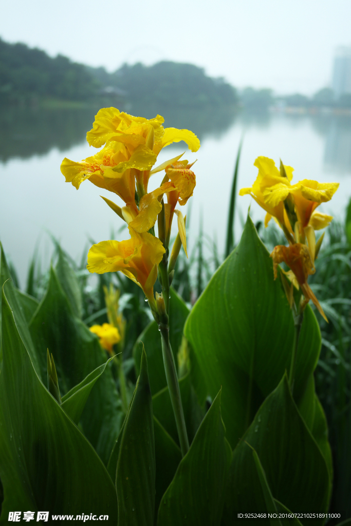 黄花美人蕉