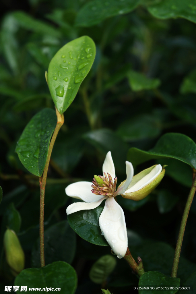 香蕉花