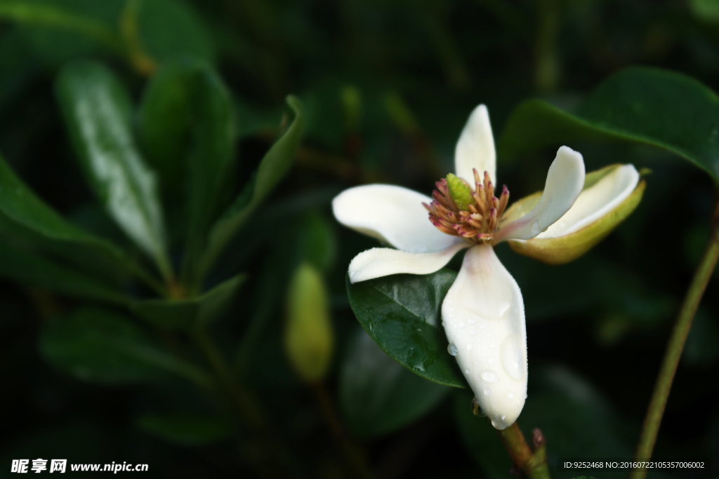 芳香花木