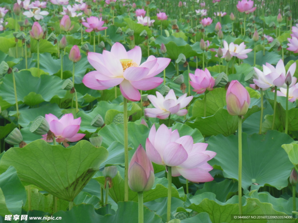 荷花