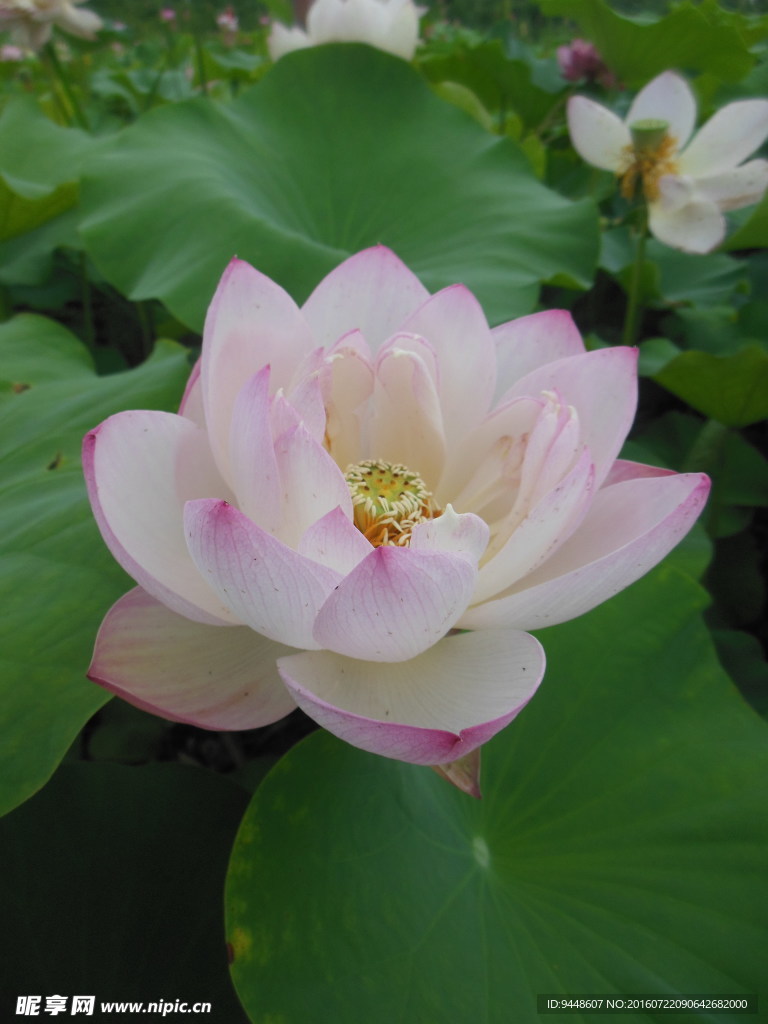 荷花