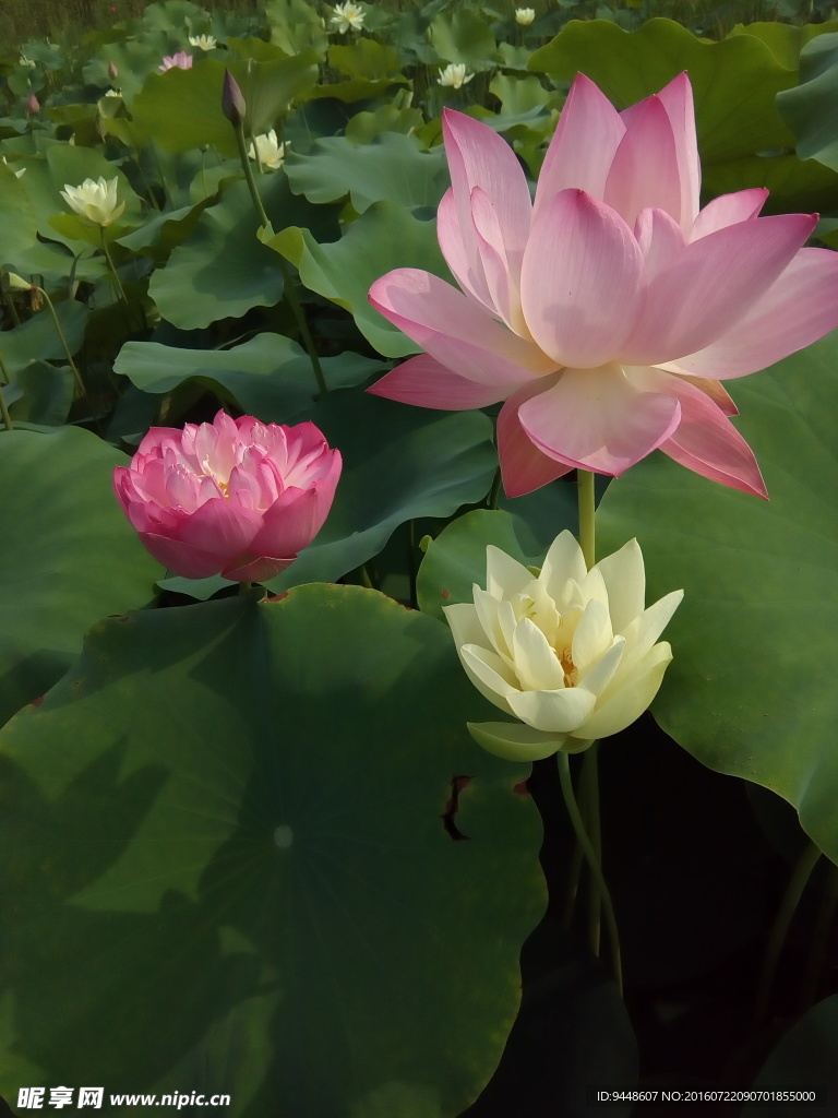 荷花