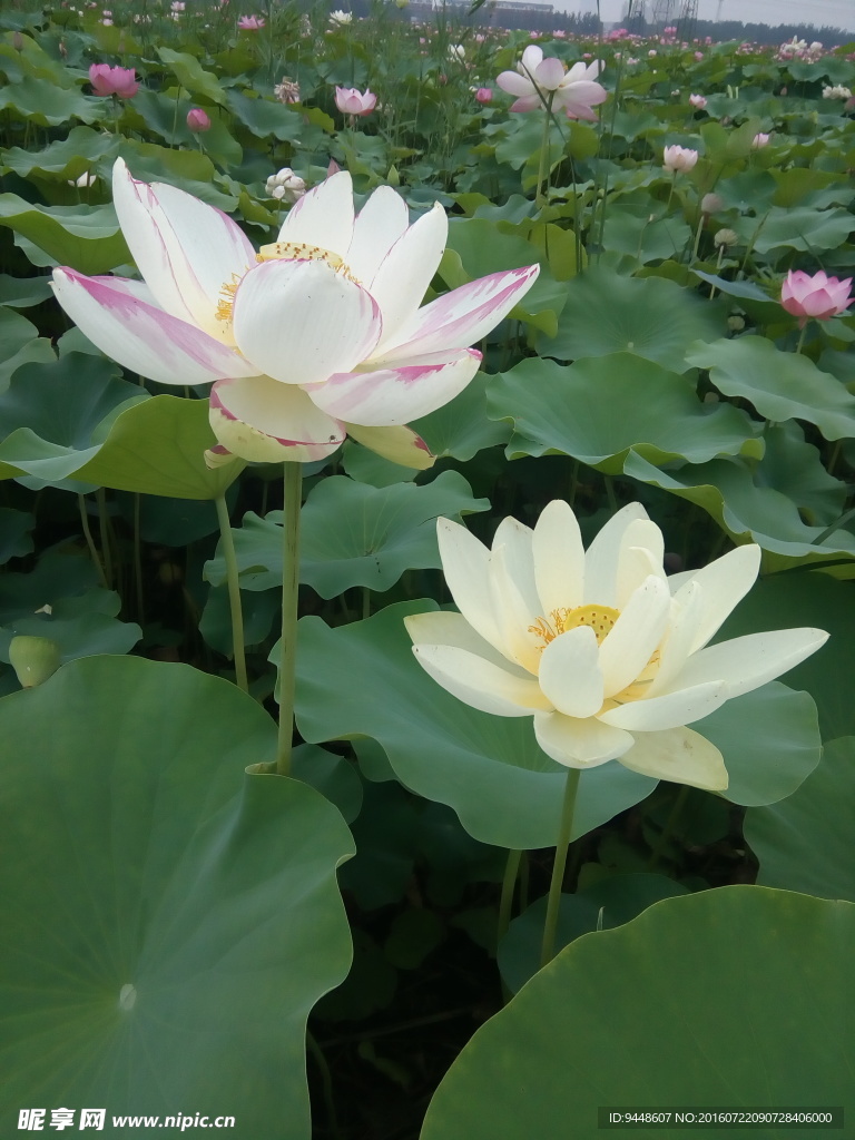 荷花