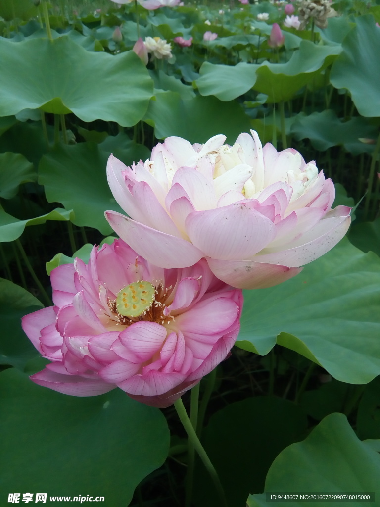 荷花