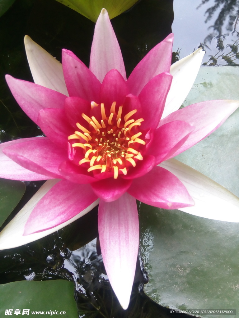 睡莲花