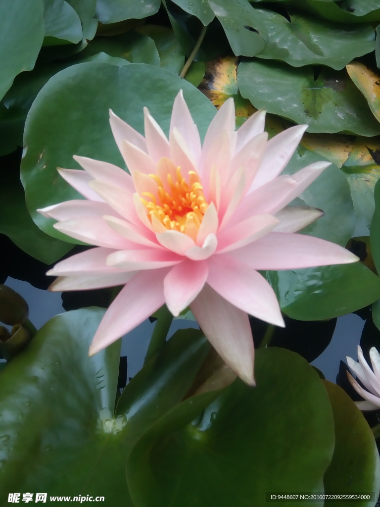 睡莲花