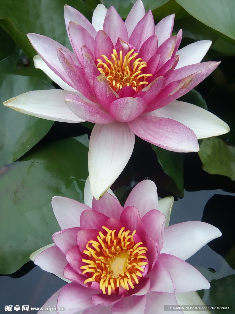 睡莲花