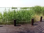 沙湖景观