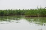 沙湖景观