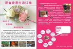 红糖DM单