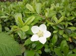野草莓花