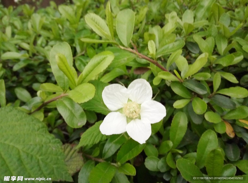 野草莓花