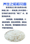 稻花香养生之道