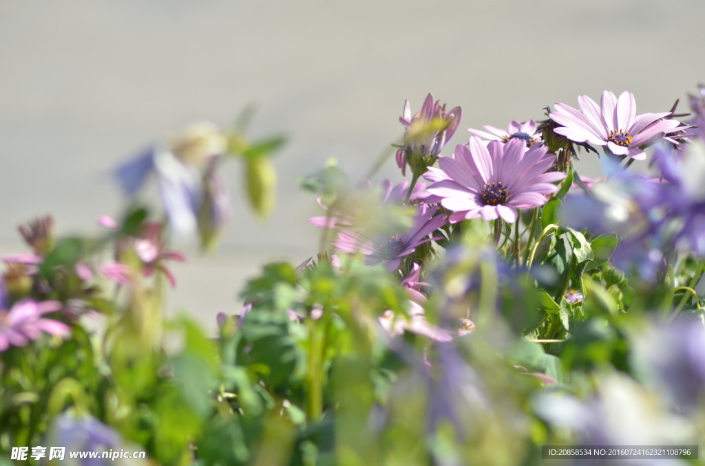 紫色菊花