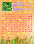 菜馆展板香椿