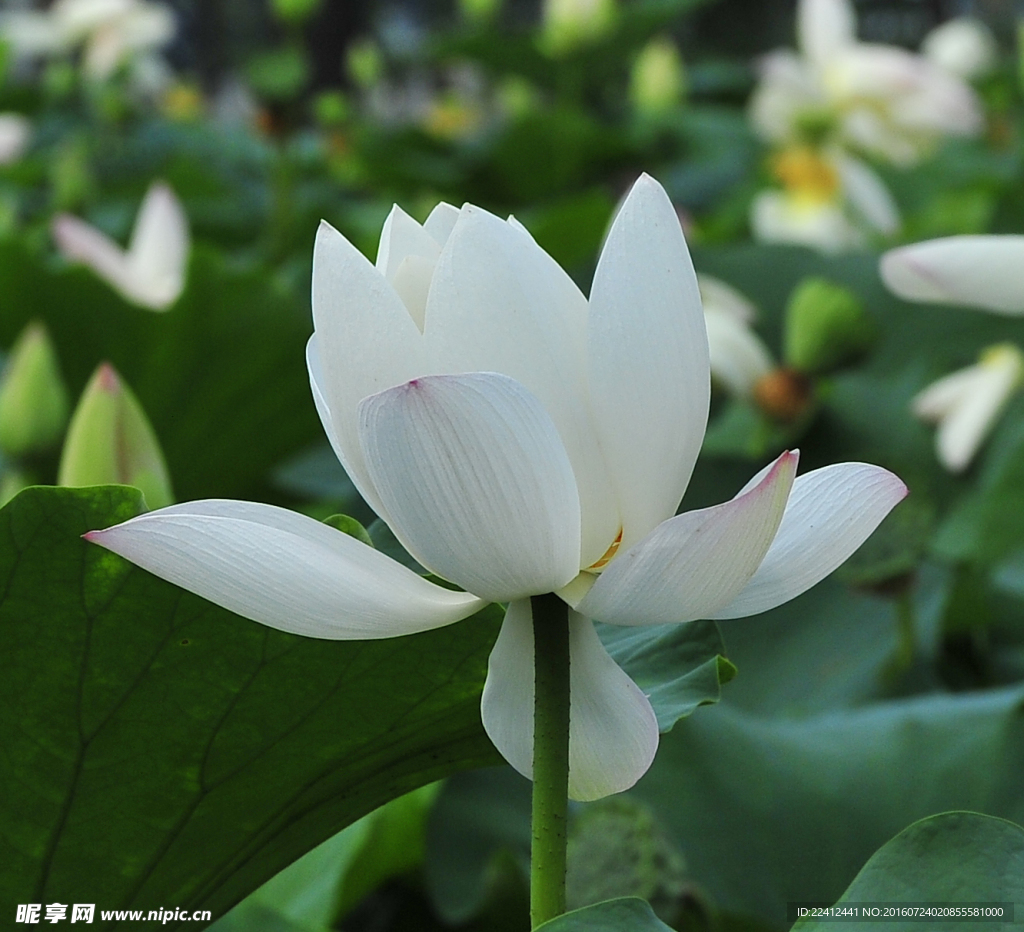 荷花