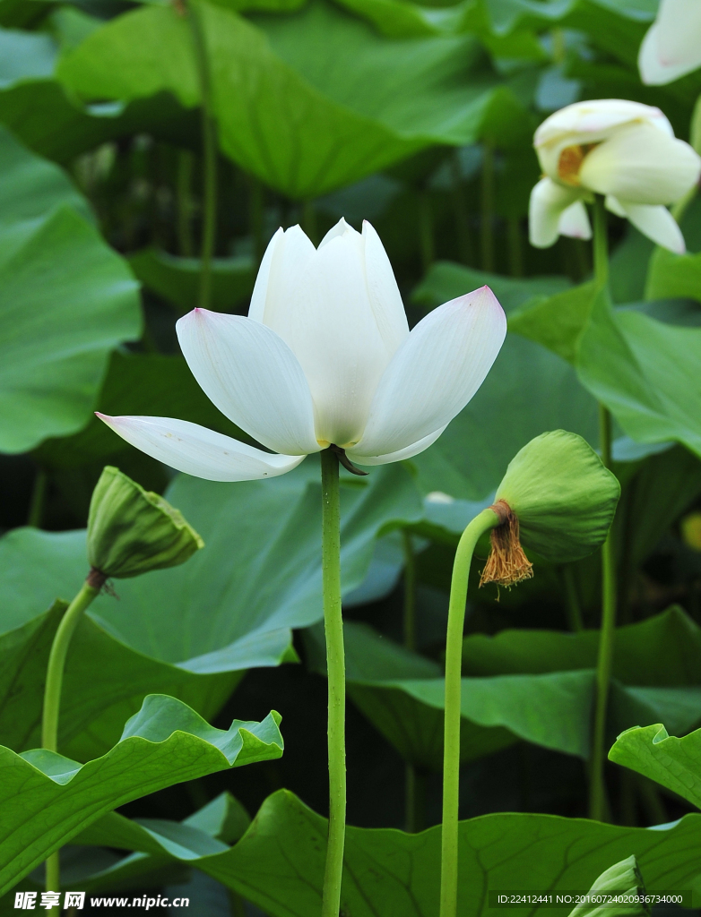 荷花
