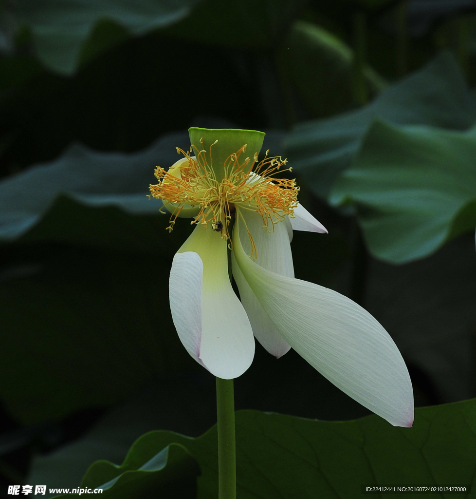 荷花