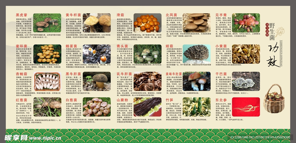 山珍菇
