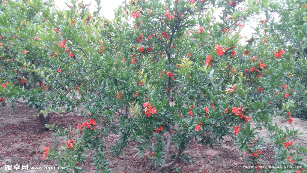 石榴树
