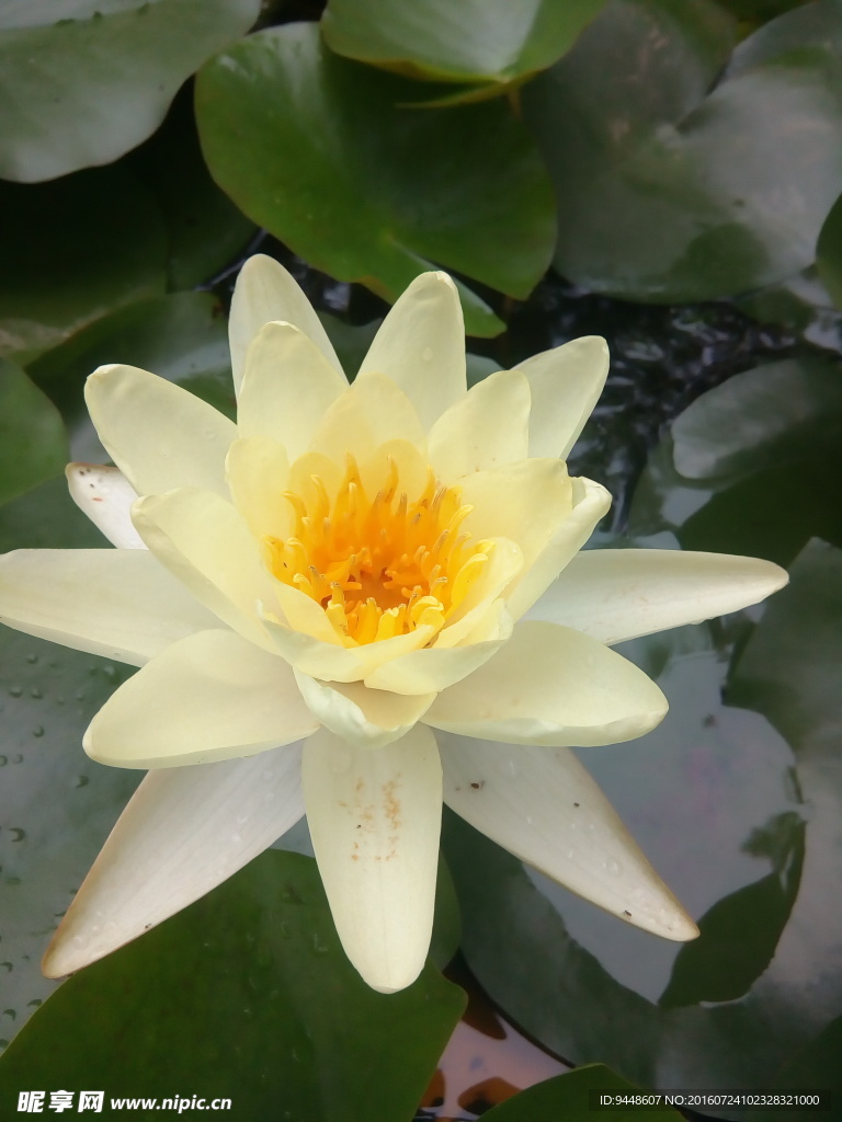 睡莲花