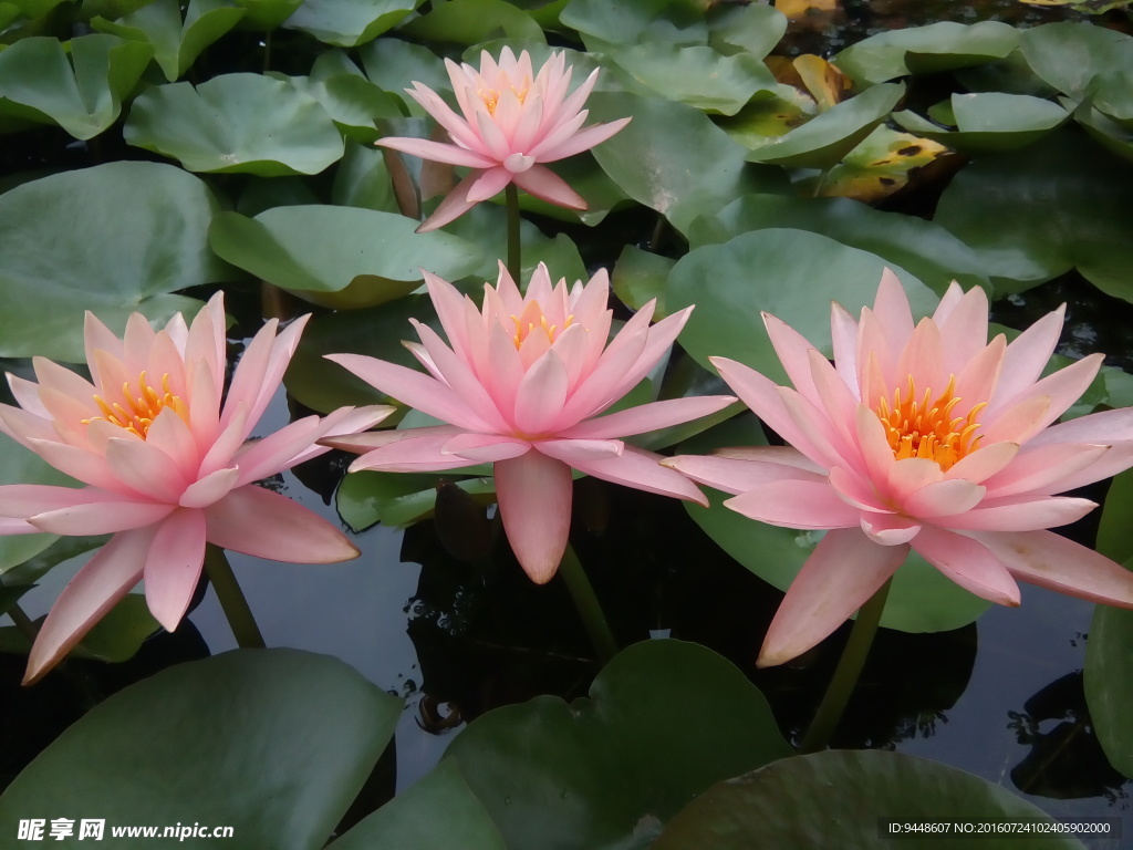 睡莲花