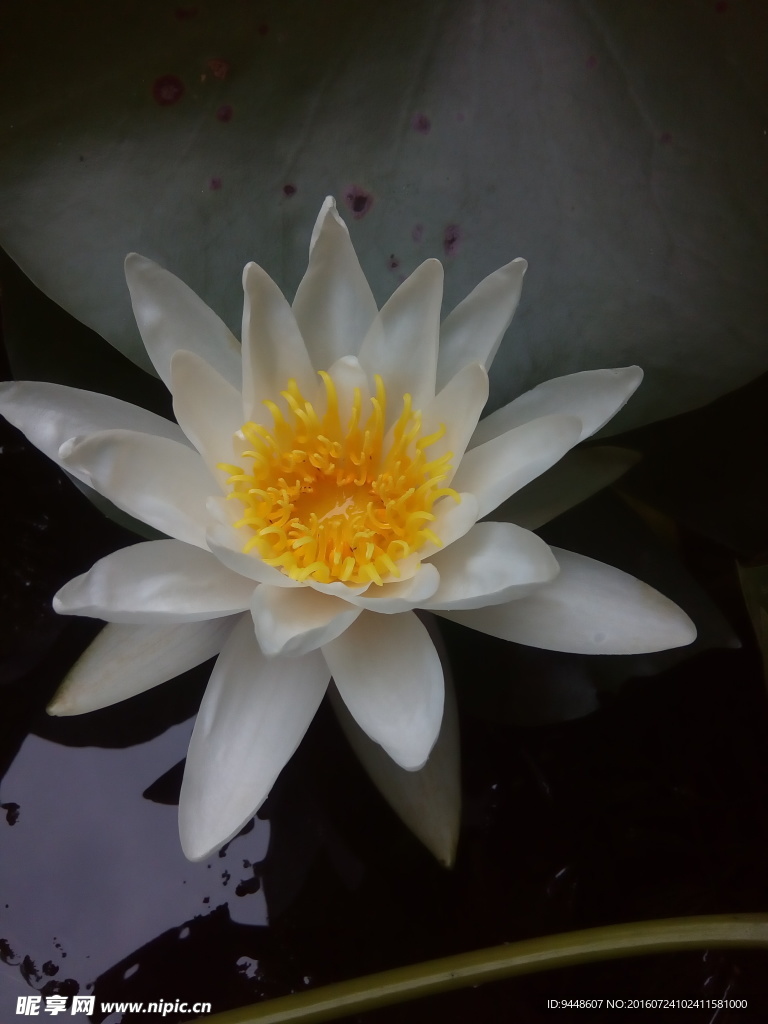 睡莲花