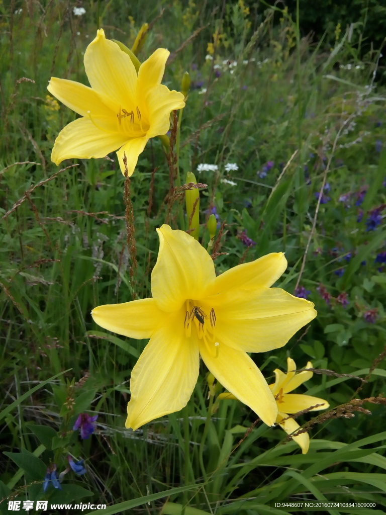百合花