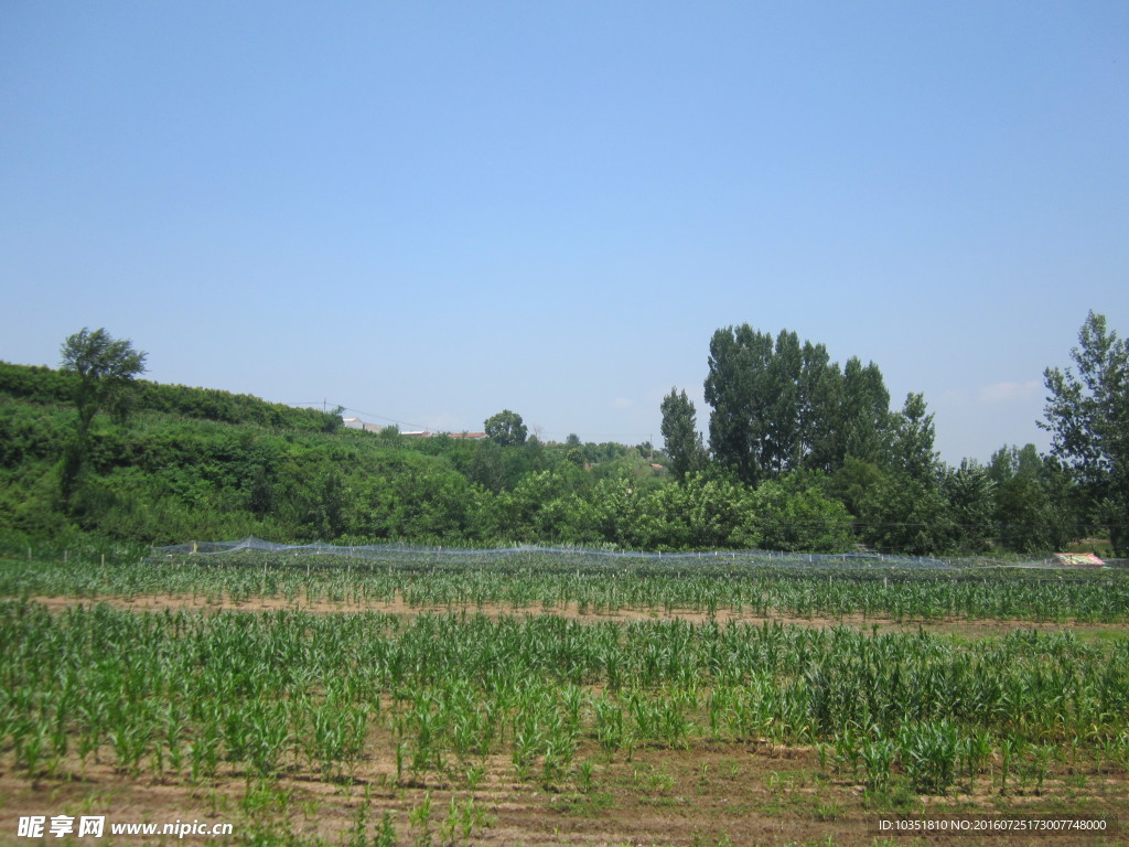 秦岭庄稼地