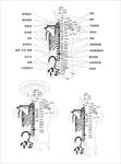 人体穴位图